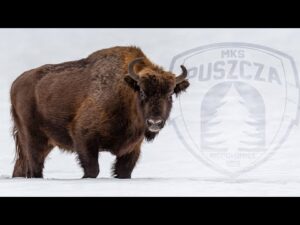 Read more about the article NIEPOŁOMICKIE ŻUBRY WRACAJĄ DO DOMU