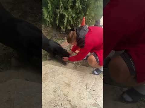 You are currently viewing Team 🐈 czy 🦮? #górnikzabrze #dogs #cat