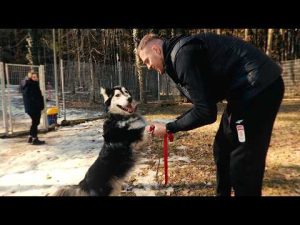 Read more about the article Energa Trefl Sopot gra ze schroniskiem Sopotkowo | „Adoptuj Mistrza”