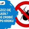 AleMecz ukaszenie kleszcza | AleMecz.pl